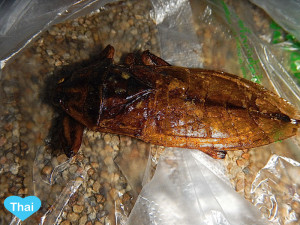 Things to do in Bangkok Insect Eating Love Thai Maak Maeng Da or Giant Water Bug 