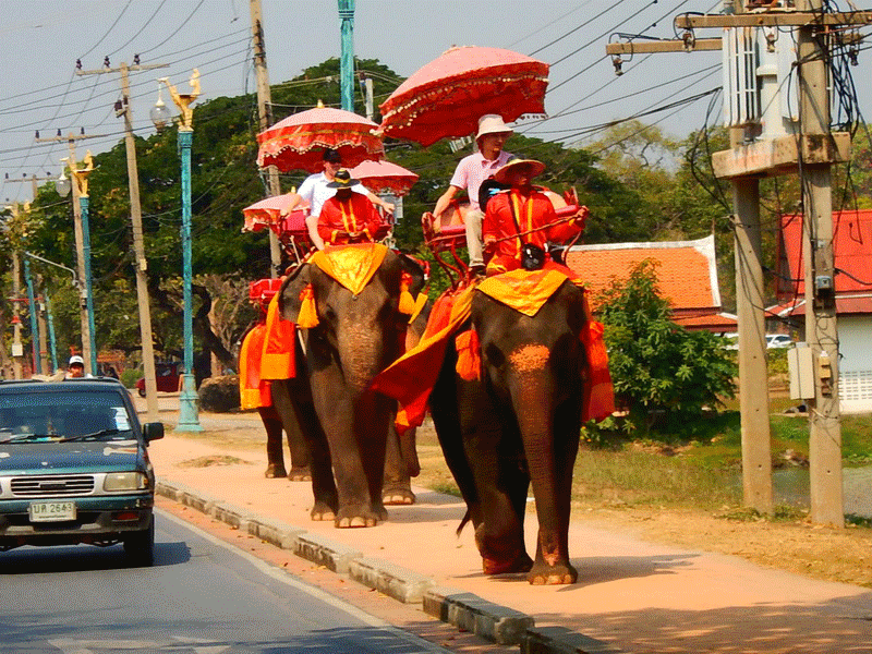 Traveling To The Historic City Ayutthaya With Love Thai Maak In 3 Minutes Elephants In Thailand