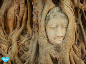 Travel to Ayutthaya from Bangkok | Love Thai Maak The Iconic Buddha Tree